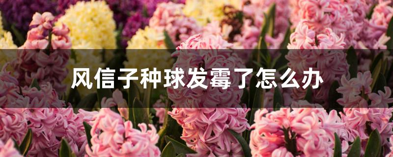 风信子种球发霉了怎么办