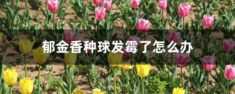 郁金香种球发霉了怎么办 郁金香种球发霉了怎么办