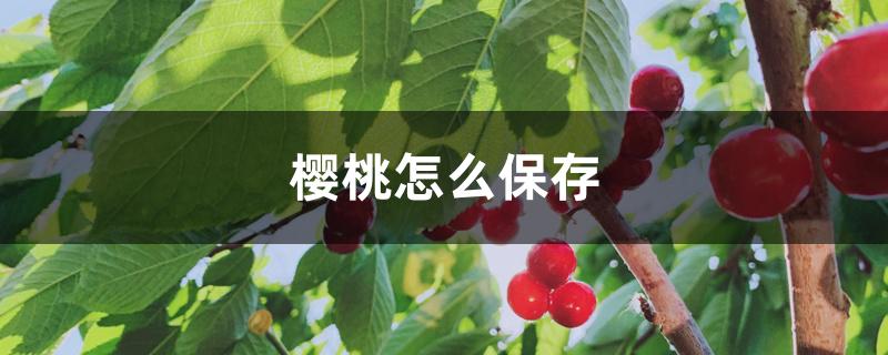 樱桃怎么保存 樱桃怎么保存