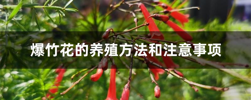 爆竹花的养殖方法和注意事项 爆竹花的养殖方法和注意事项