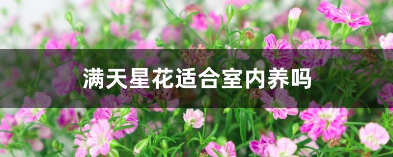 满天星花适合室内养吗 满天星花适合室内养吗