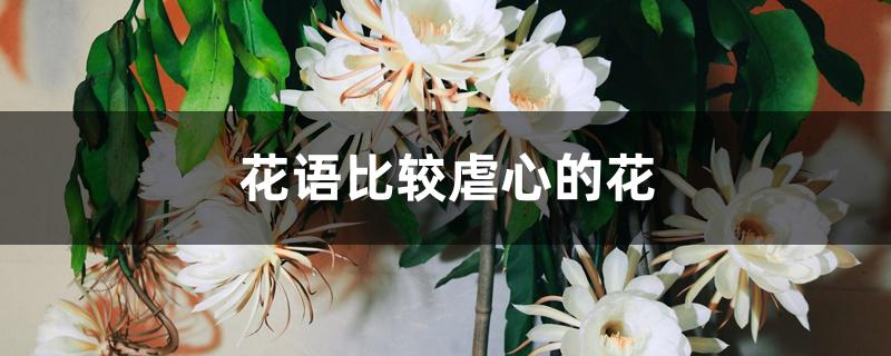 花语比较虐心的花 花语比较虐心的花
