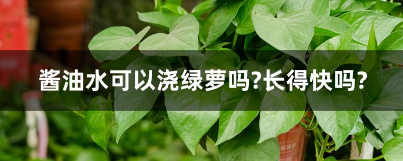 酱油水可以浇绿萝吗?长得快吗? 酱油水可以浇绿萝吗?长得快吗?