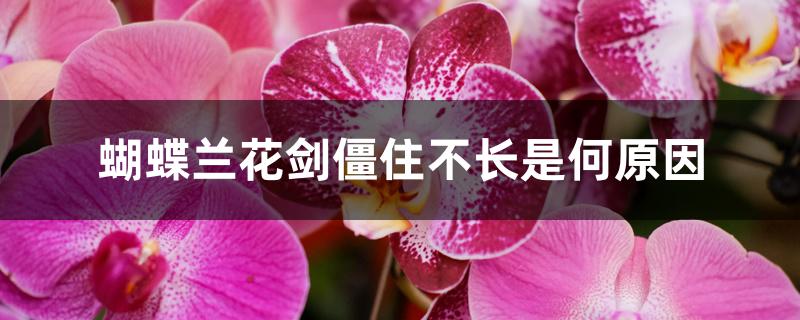 蝴蝶兰花剑僵住不长是何原因 蝴蝶兰花剑僵住不长是何原因