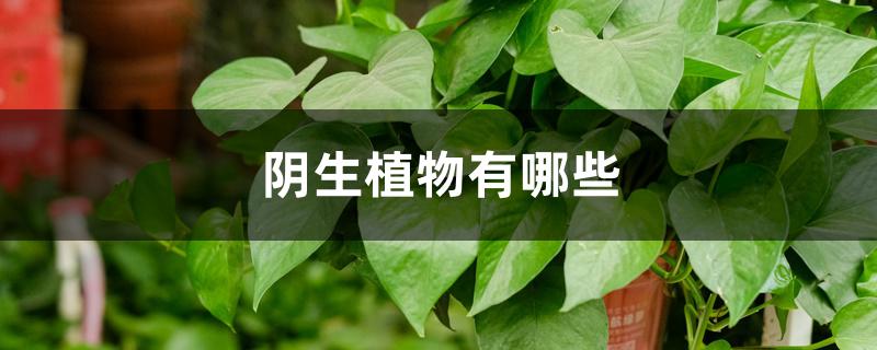 阴生植物有哪些 阴生植物有哪些