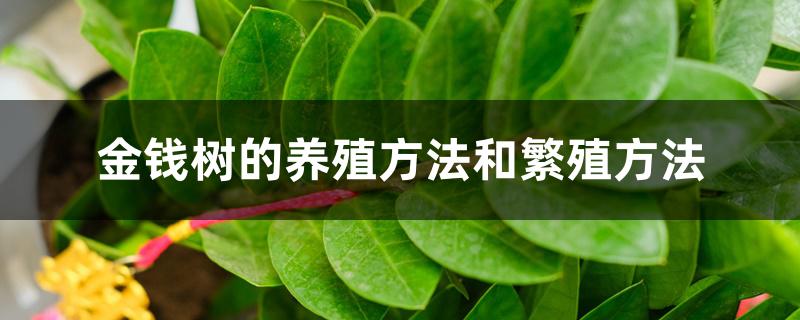 金钱树的养殖方法和繁殖方法 金钱树的养殖方法和繁殖方法