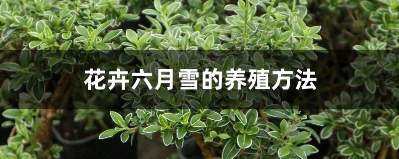 花卉六月雪的养殖方法 花卉六月雪的养殖方法