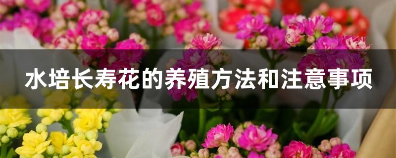 水培长寿花的养殖方法和注意事项 水培长寿花的养殖方法和注意事项
