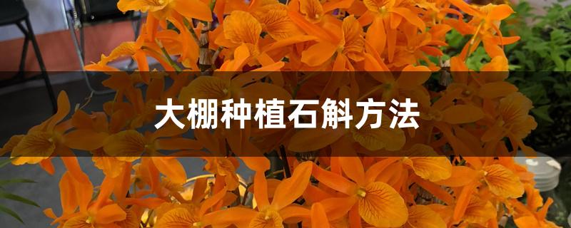 大棚种植石斛方法 大棚种植石斛方法