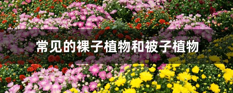 常见的裸子植物和被子植物 常见的裸子植物和被子植物