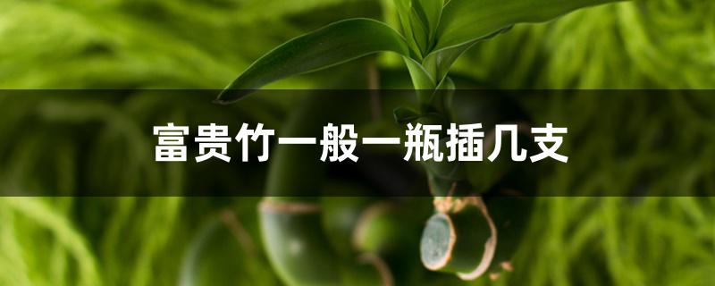富贵竹一般一瓶插几支 富贵竹一般一瓶插几支