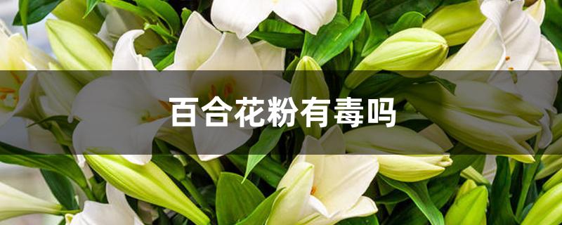 百合花粉有毒吗 百合花粉有毒吗
