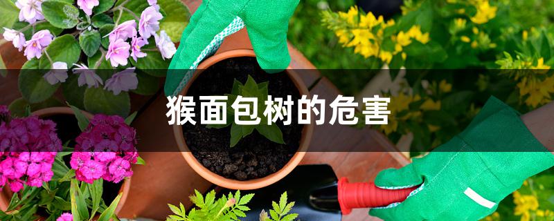 猴面包树的危害 猴面包树的危害