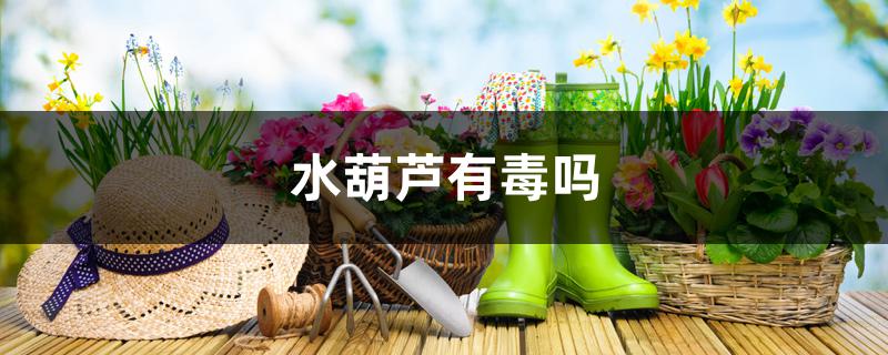水葫芦有毒吗 水葫芦有毒吗