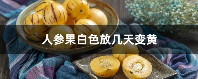 人参果白色放几天变黄 人参果白色放几天变黄
