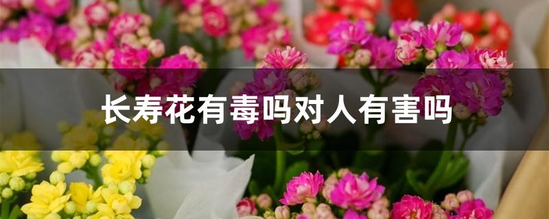 长寿花有毒吗对人有害吗 长寿花有毒吗对人有害吗