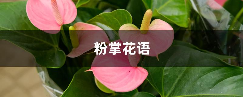 粉掌花语 粉掌花语