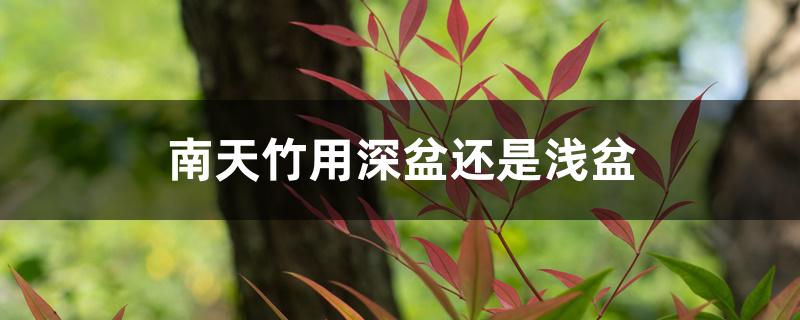 南天竹用深盆还是浅盆 南天竹用深盆还是浅盆