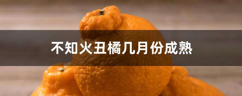 不知火丑橘几月份成熟 不知火丑橘几月份成熟