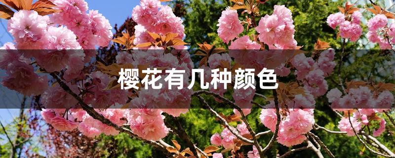 樱花有几种颜色 樱花有几种颜色