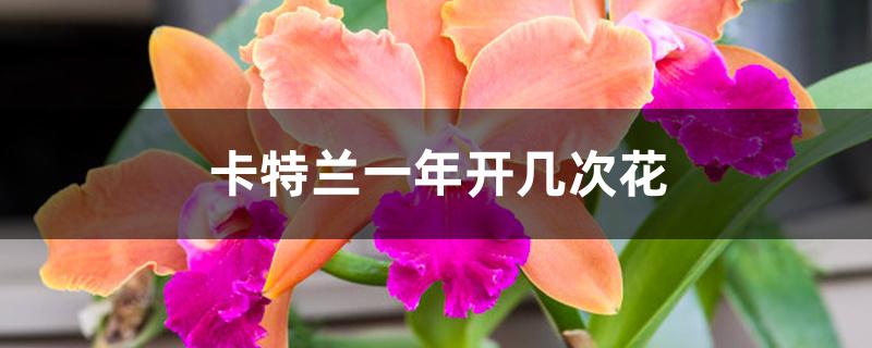 卡特兰一年开几次花 卡特兰一年开几次花