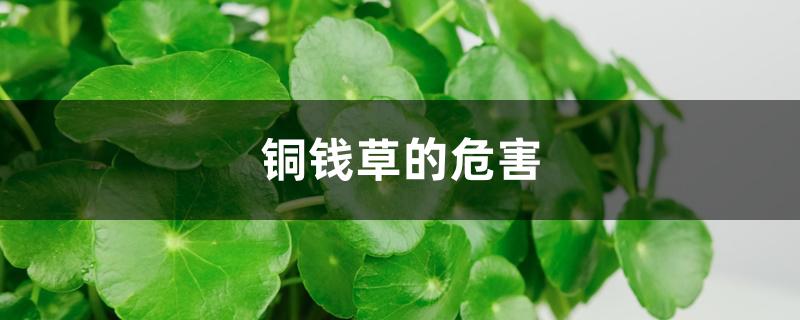 铜钱草的危害 铜钱草的危害