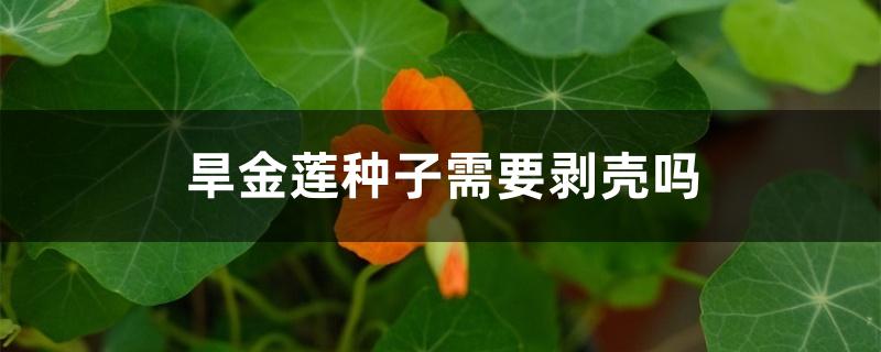 旱金莲种子需要剥壳吗 旱金莲种子需要剥壳吗