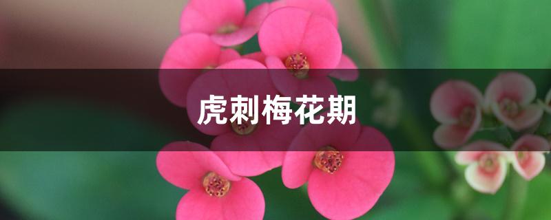虎刺梅花期 虎刺梅花期