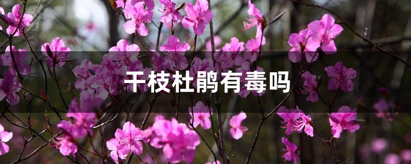 干枝杜鹃有毒吗 干枝杜鹃有毒吗