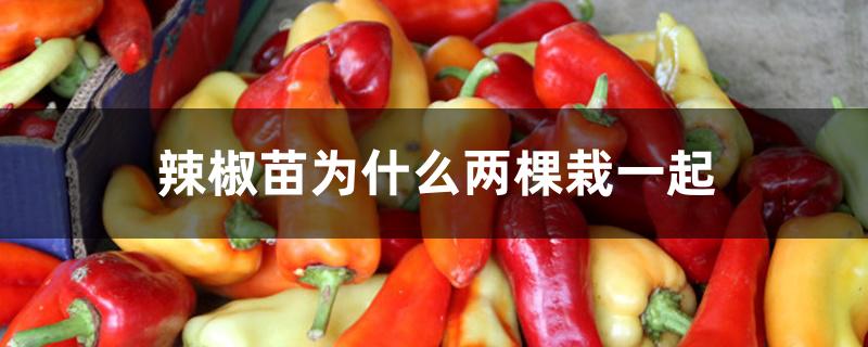 辣椒苗为什么两棵栽一起 辣椒苗为什么两棵栽一起