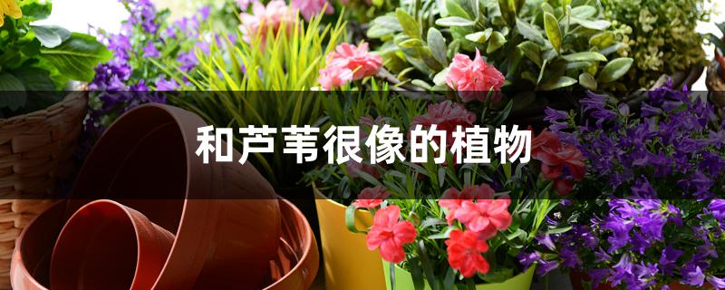 和芦苇很像的植物 和芦苇很像的植物