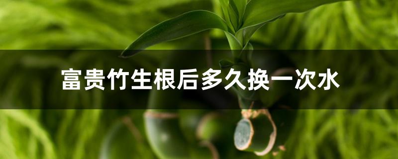 富贵竹生根后多久换一次水 富贵竹生根后多久换一次水