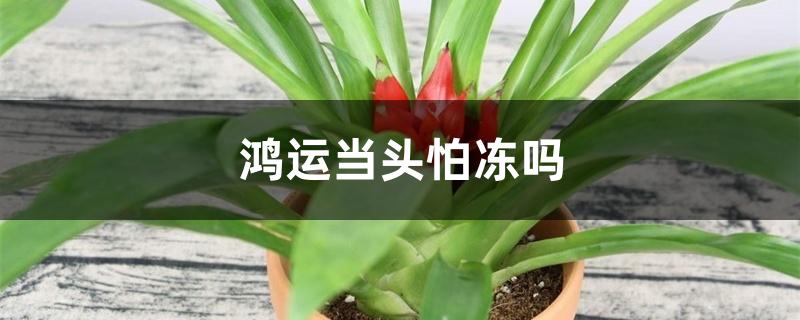鸿运当头怕冻吗 鸿运当头怕冻吗