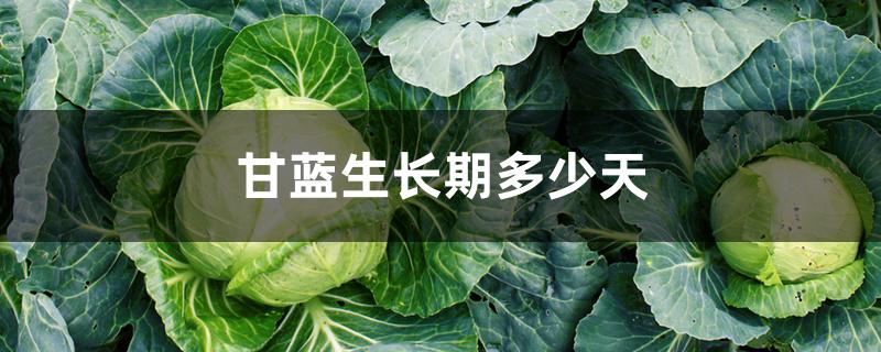 甘蓝生长期多少天 甘蓝生长期多少天