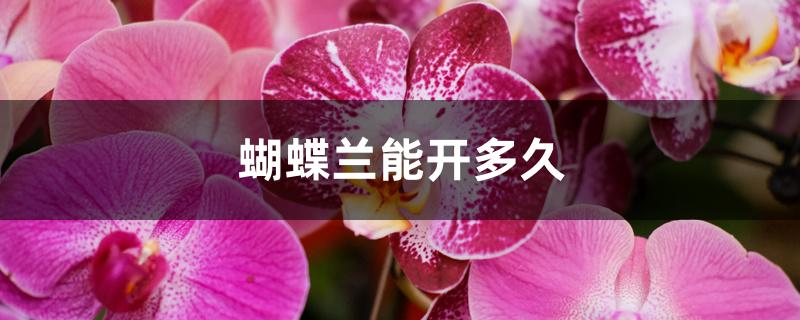 蝴蝶兰能开多久 蝴蝶兰能开多久