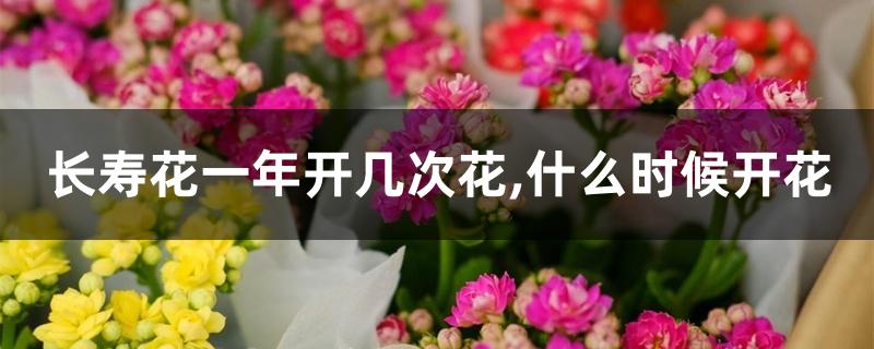 长寿花一年开几次花,什么时候开花 长寿花一年开几次花,什么时候开花