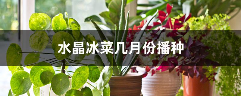 水晶冰菜几月份播种 水晶冰菜几月份播种