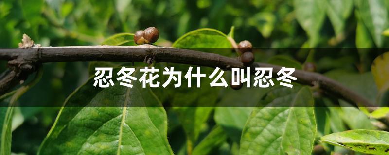 忍冬花为什么叫忍冬