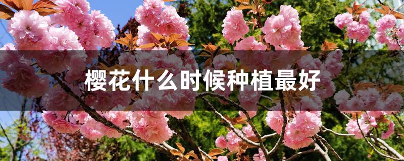 樱花什么时候种植最好 樱花什么时候种植最好