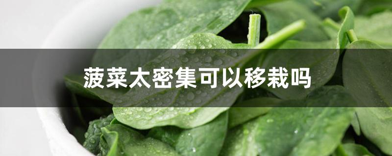 菠菜太密集可以移栽吗 菠菜太密集可以移栽吗