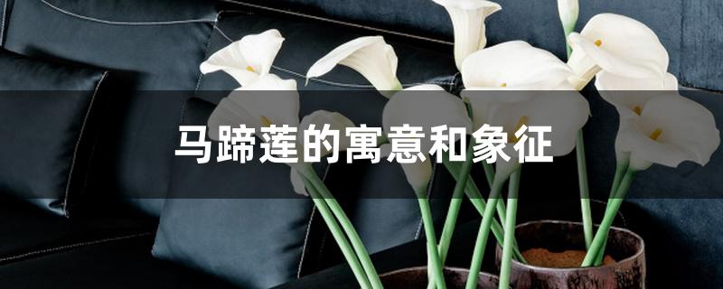 马蹄莲的寓意和象征 马蹄莲的寓意和象征
