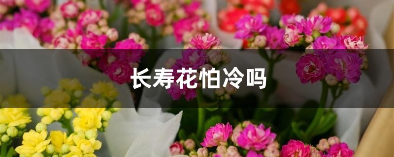 长寿花怕冷吗 长寿花怕冷吗