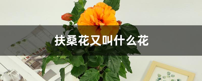 扶桑花又叫什么花 扶桑花又叫什么花