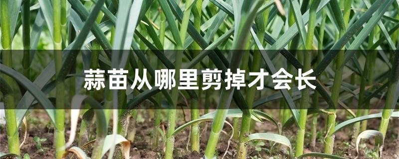 蒜苗从哪里剪掉才会长 蒜苗从哪里剪掉才会长