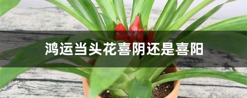 鸿运当头花喜阴还是喜阳 鸿运当头花喜阴还是喜阳