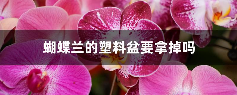 蝴蝶兰的塑料盆要拿掉吗 蝴蝶兰的塑料盆要拿掉吗