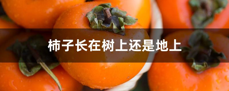 柿子长在树上还是地上