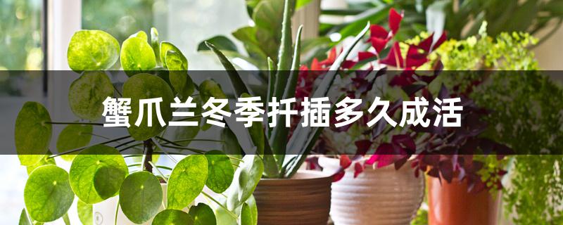 蟹爪兰冬季扦插多久成活 蟹爪兰冬季扦插多久成活
