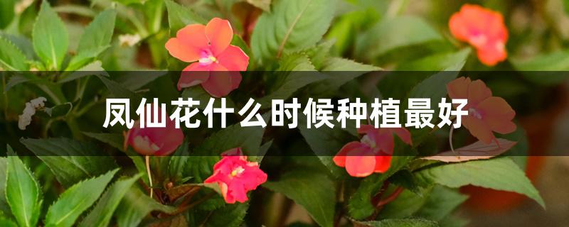 凤仙花什么时候种植最好
