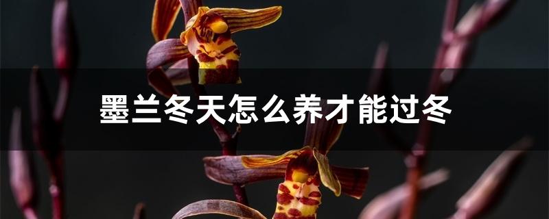 墨兰冬天怎么养才能过冬 墨兰冬天怎么养才能过冬